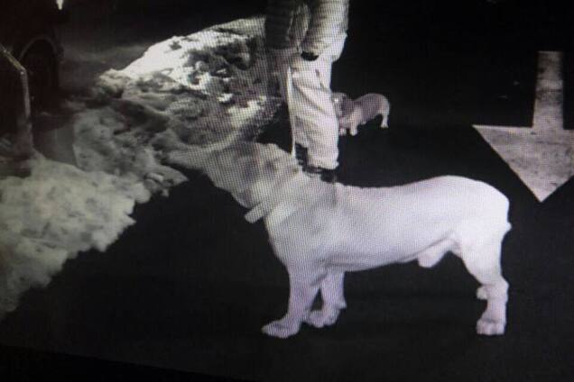 Жестокое преступление в центре Киева: всплыли фото вероятного убийцы