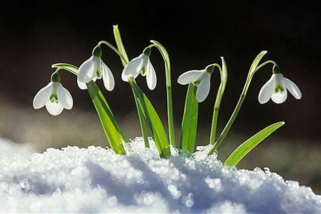Перший подих весни: синоптики уточнили прогноз із потепління в Україні