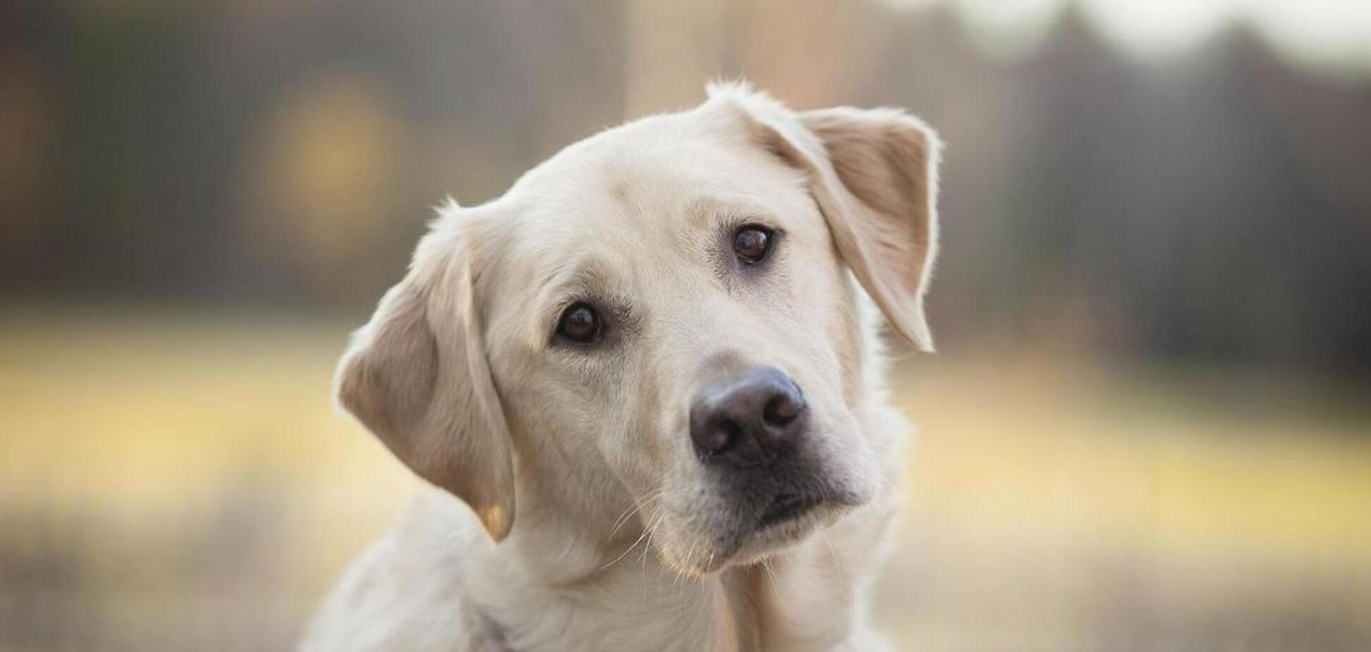 В Запорожской области соседи спасли собаку которую хотел съесть живодёр