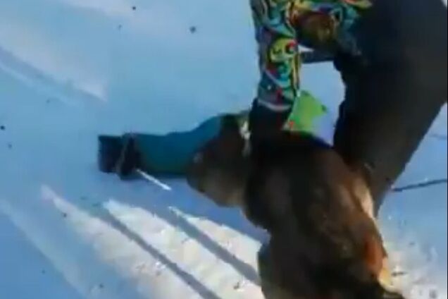 ''Мама сама подвела'': в российском парке волк набросился на ребенка. Видео