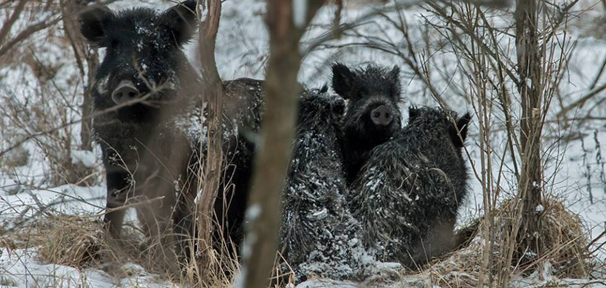 ''Ось це полювання'': на Хортиці помітили зграї диких тварин