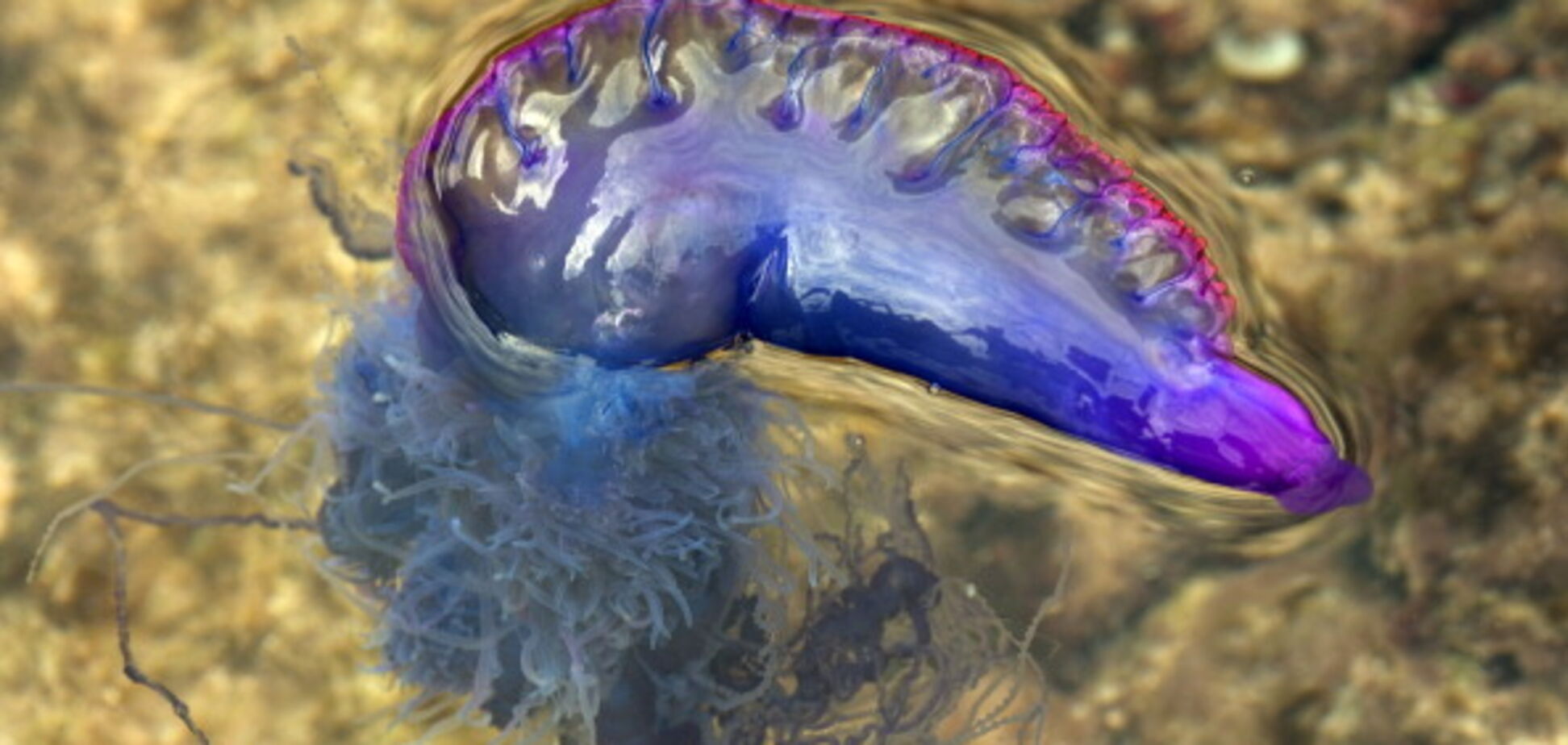 Тисячі постраждалих: Австралію атакували медузи-вбивці. Фото і відео