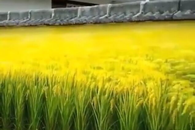 ''Пересматривал 4 раза!'' Новая оптическая иллюзия вызвала ажиотаж в сети. Видео