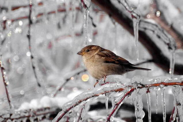 Украину накрыли лютые морозы: какую погоду ждать до конца недели