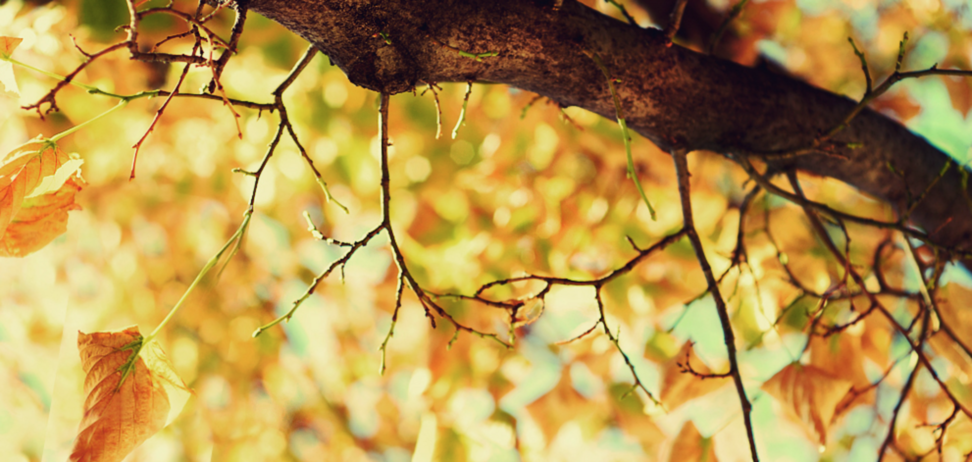 Синоптики дали прогноз погоди на Покрову по Україні