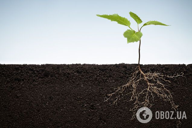 'Отбирает урожай': Центральная Украина может остаться без хлеба из-за рейдера Вакулыка