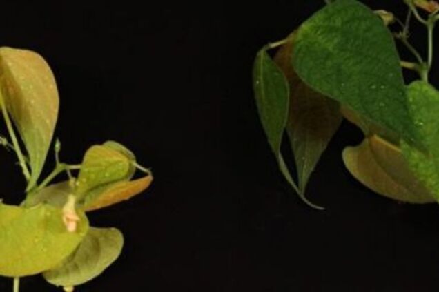 Дикорастущий вид бобов