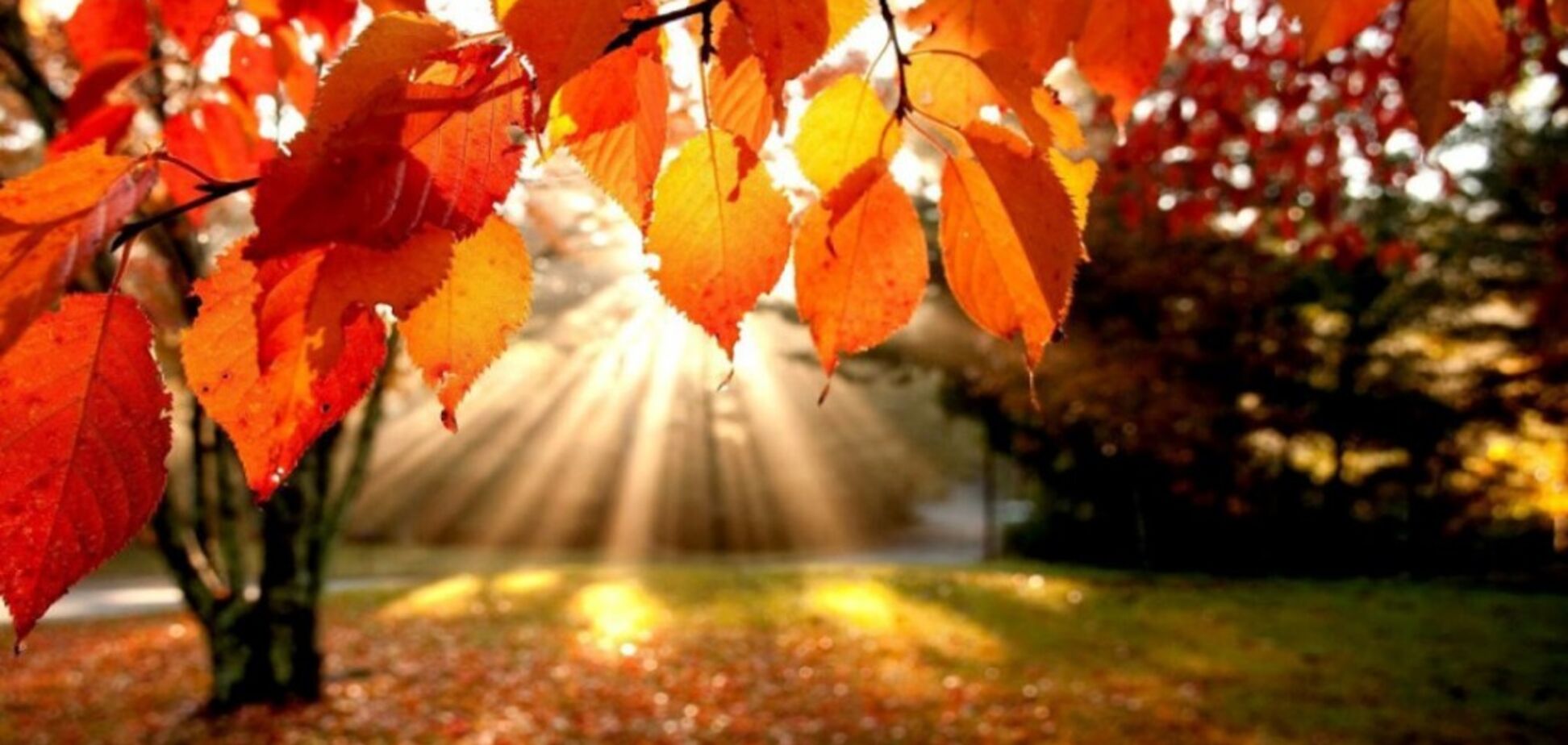 Золотая осень