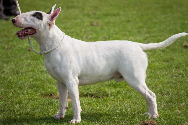 Бультерьер