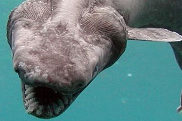 Жив задовго до динозаврів: вчені знайшли останки стародавнього монстра. Фото