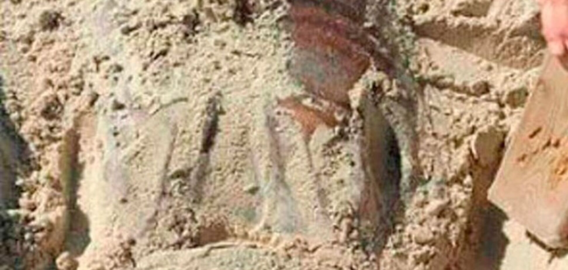 Кальмар или инопланетянин? В Австралии на пляже нашли неизвестное существо