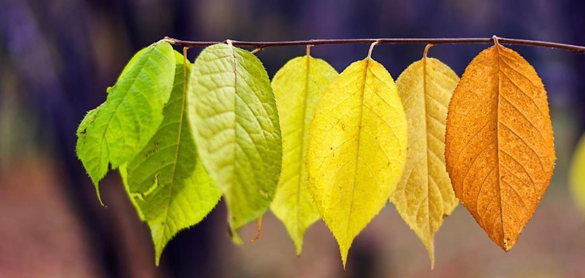 'Бабье лето' не сдается: синоптики дали свежий прогноз по Украине