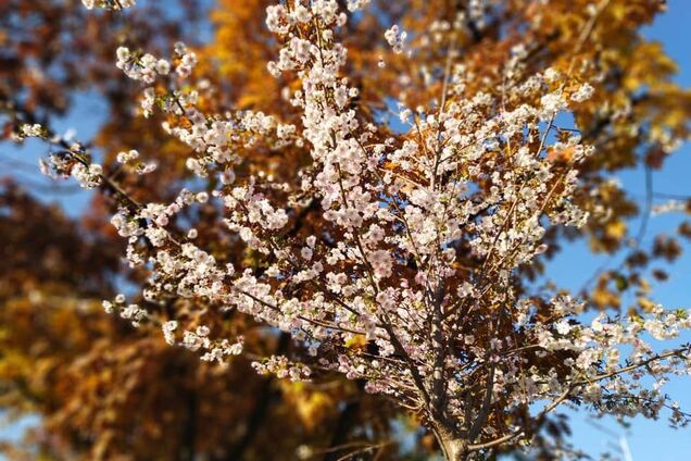 У Києві аномально зацвіли сакури: неймовірні фото