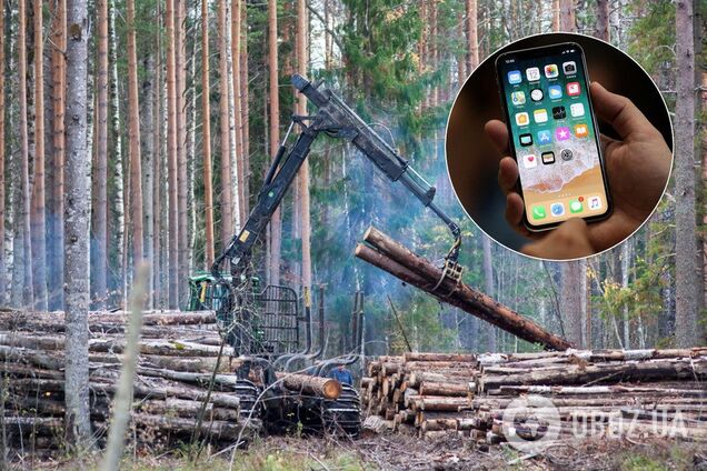 'Лес в смартфоне': в Украине запустили онлайн-карту рубки деревьев