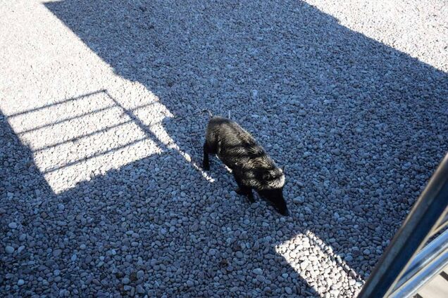 'VIP-клиенты подкатили': в Крыму на пляже заметили диких 'туристов'. Фото