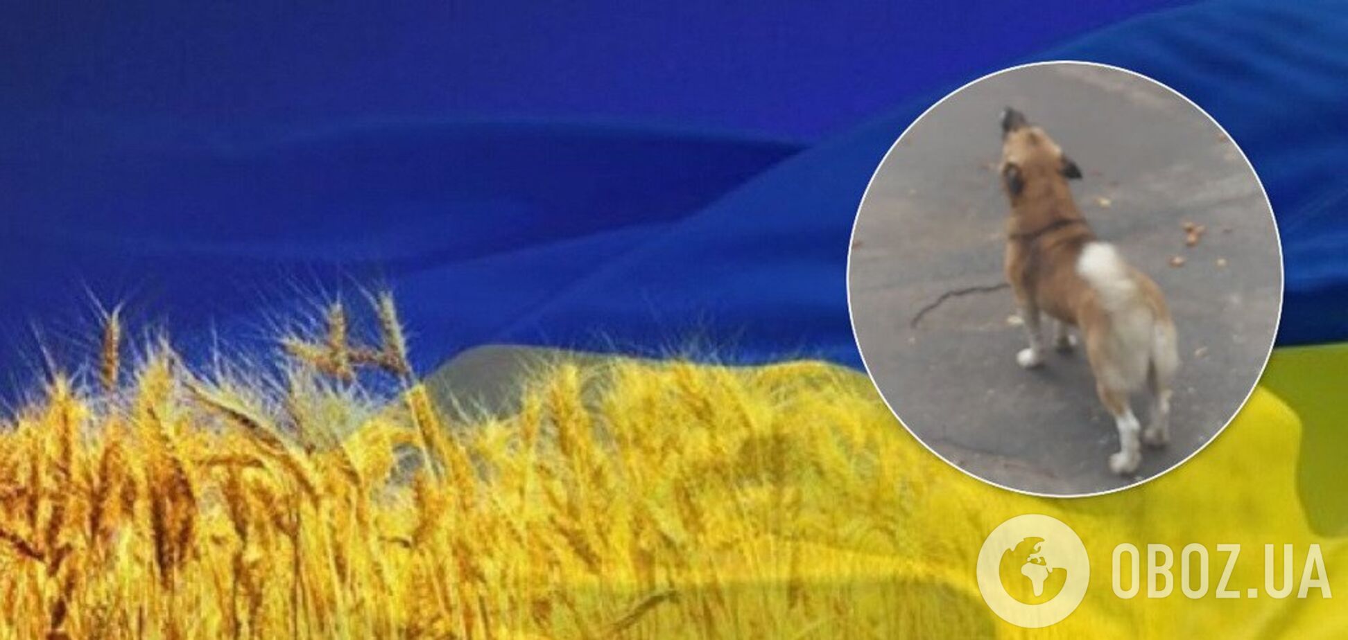 Українців підкорило відео ЗСУ з псом-патріотом