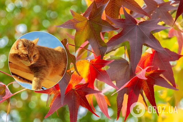 Когда закончится бабье лето в Украине: синоптики озвучили неожиданный прогноз