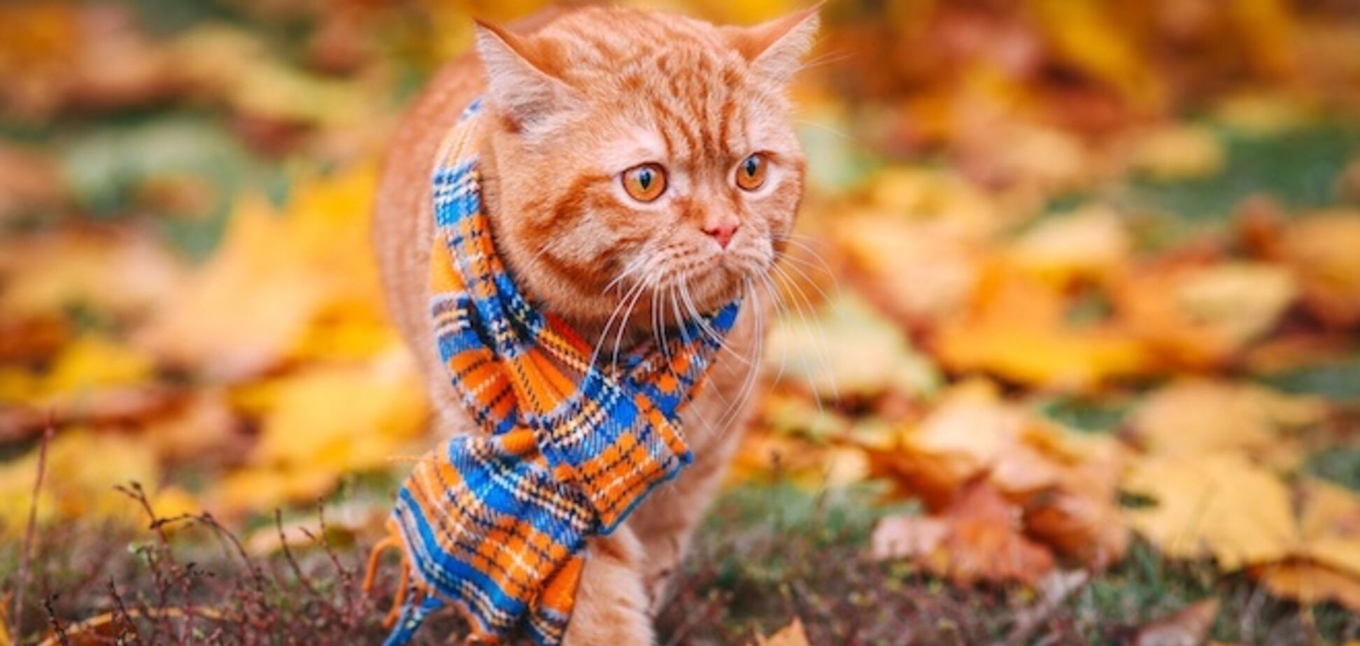 В Украине резко похолодает: синоптик сказала, когда закончится 'бабье лето'