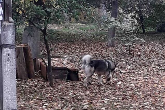 'Повалила и начала грызть': под Днепром собака напала на двухлетнего ребенка