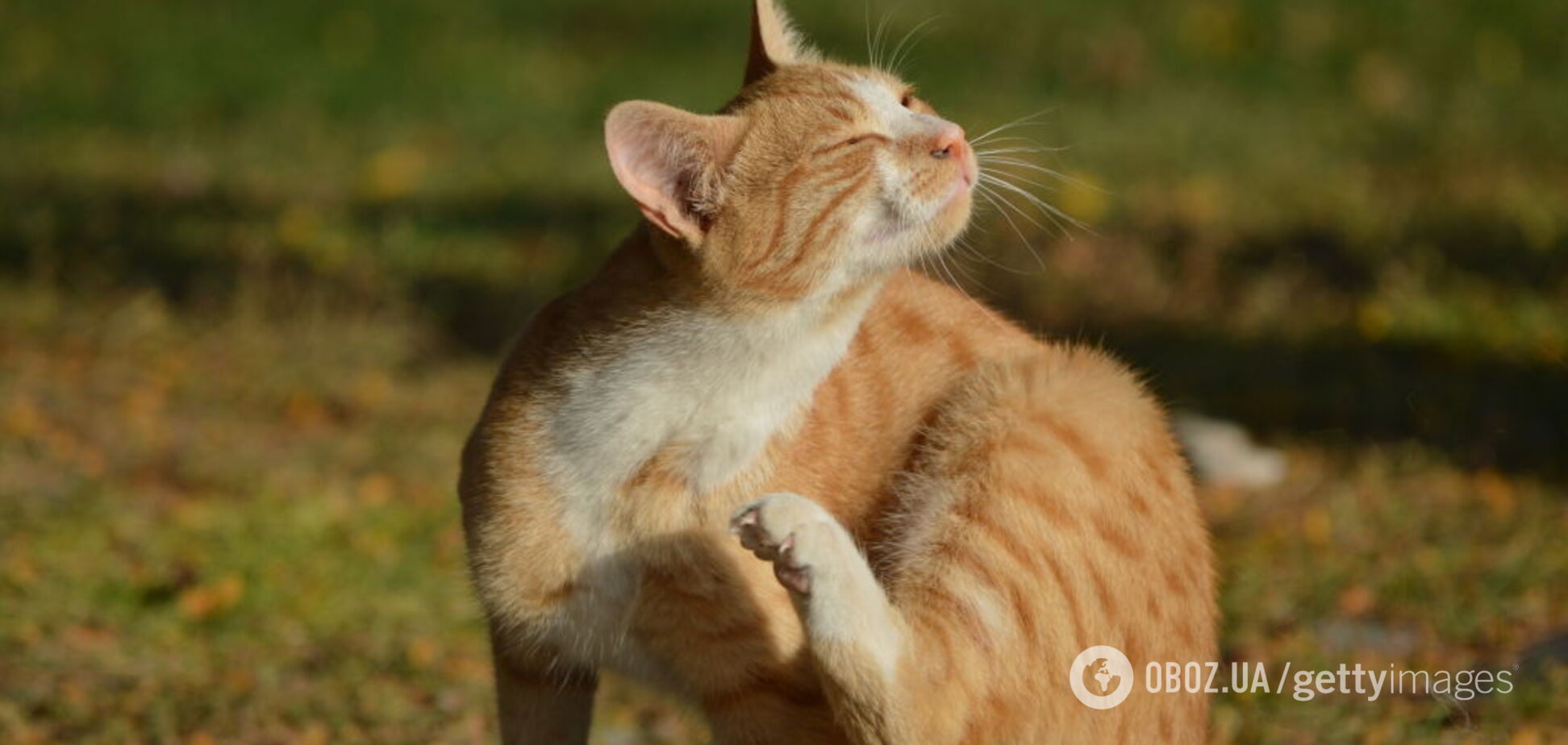 Потеплішає до +21: синоптики потішили прогнозом погоди в Україні