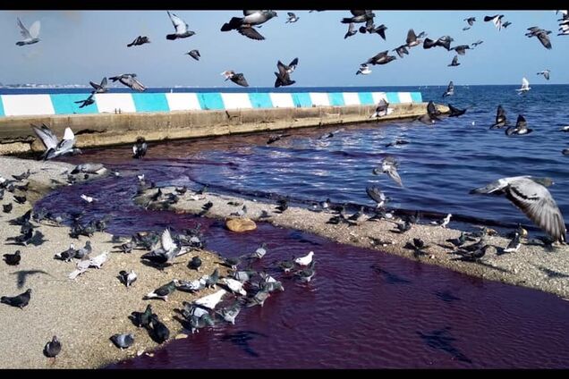 Текут фиолетовые реки: в Крыму произошло ЧП с Черным морем. Фото и видео