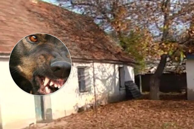 'Любила, а он ее и загрыз': под Запорожьем пожилая женщина умерла от укусов пса