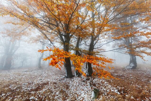 Перший сніг і -11: синоптик уточнив прогноз погоди на листопад в Україні