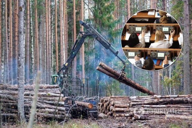 Вырубку лесов запретят: монобольшинство взялось за спасение Карпат