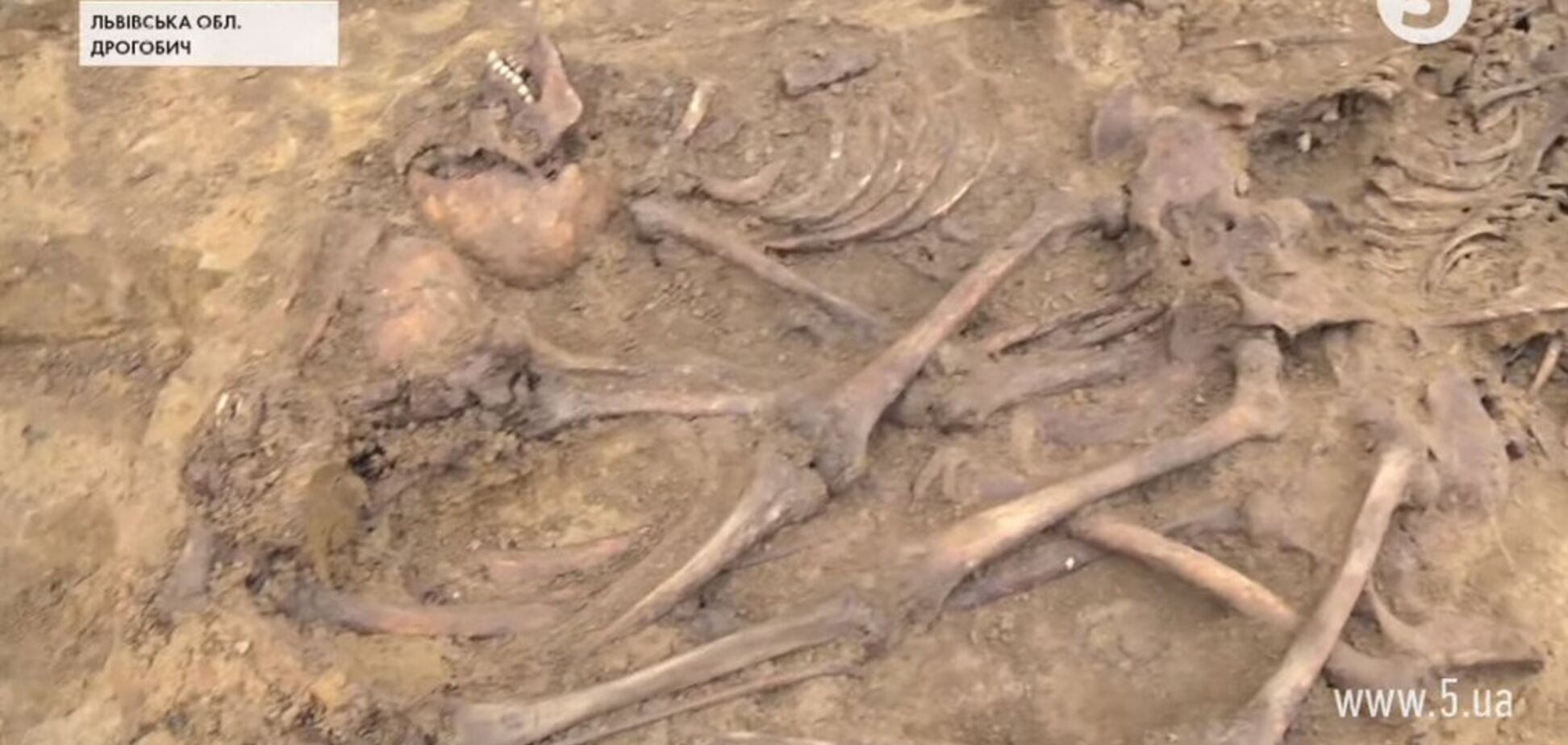 Стріляли в потилицю й добивали кастетом: на Львівщині знайшли останки 61 людини. Відео 18+