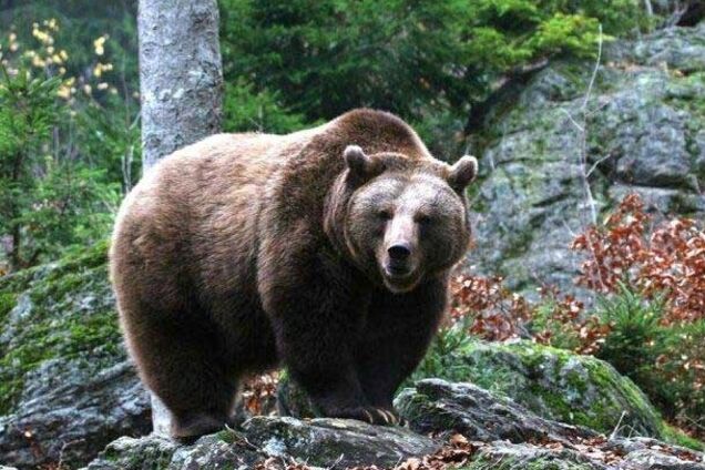 Жителей Карпат предупредили об агрессивных медведях