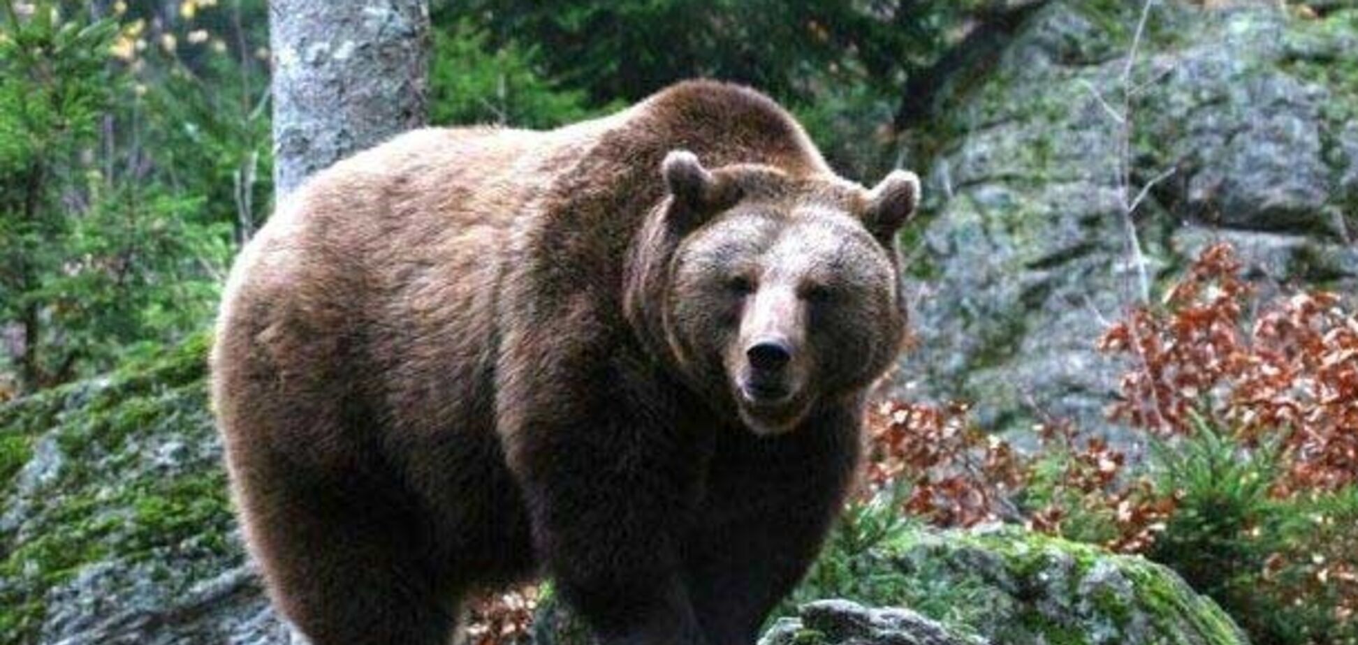 Жителів Карпат попередили про агресивних ведмедів: як їх відлякати