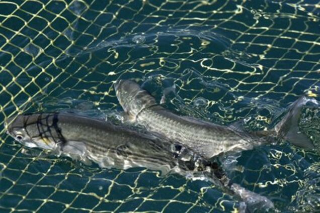 вилов кефалі