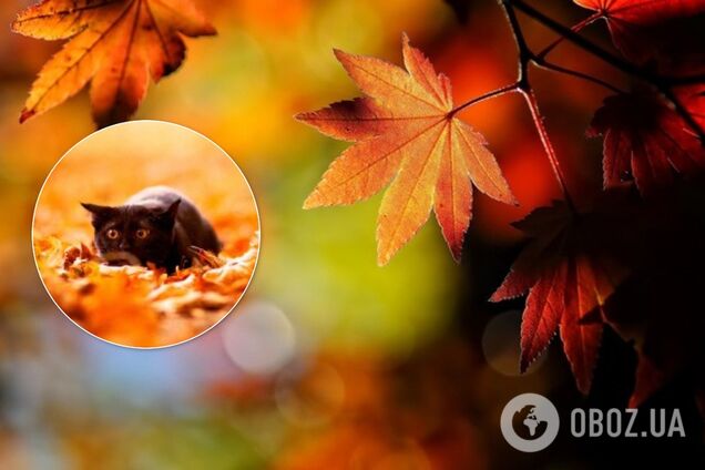 Йде велике потепління: синоптики озвучили прогноз