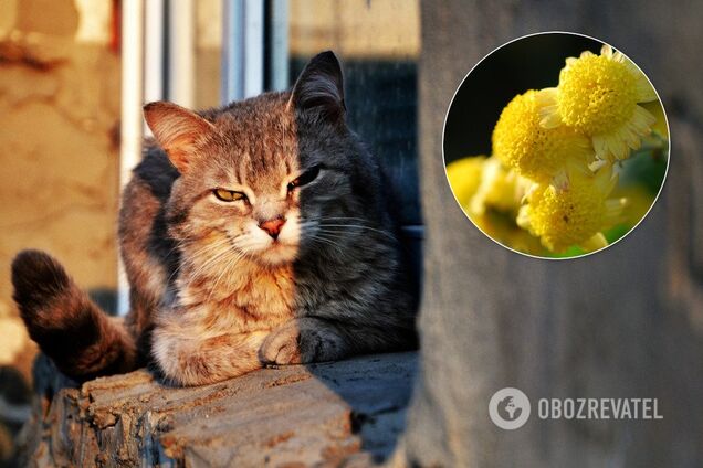 Когда закончится 'бабье лето': Кульбида дал ответ