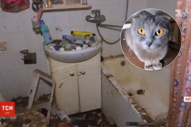 Усе в фекаліях: у Києві жінка покинула в орендованій квартирі 40 котів та собаку