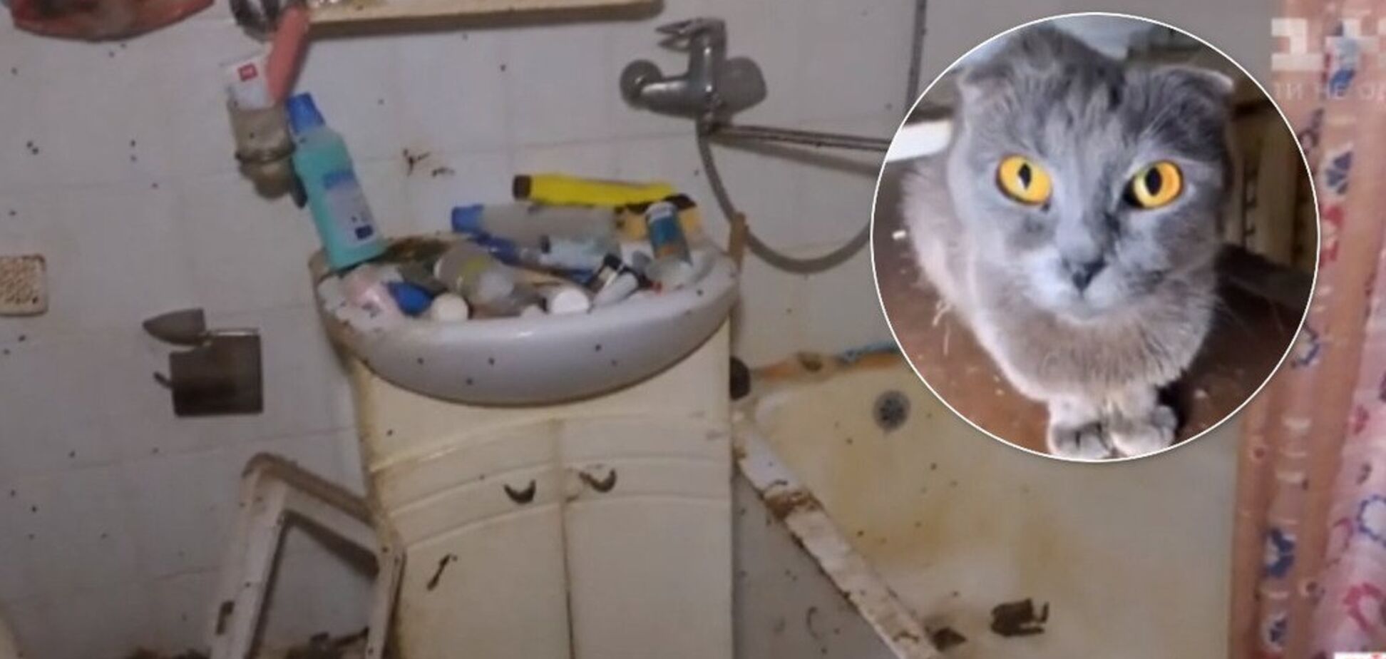 У Києві жінка покинула в орендованій квартирі 40 котів та собаку