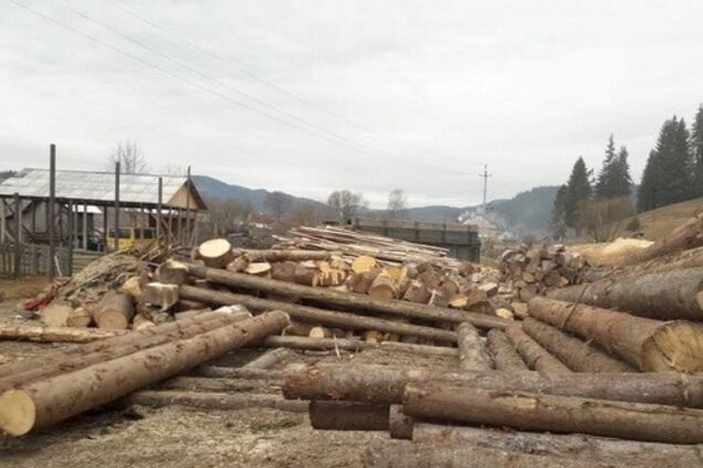 СБУ разоблачила крупную схему экспорта леса