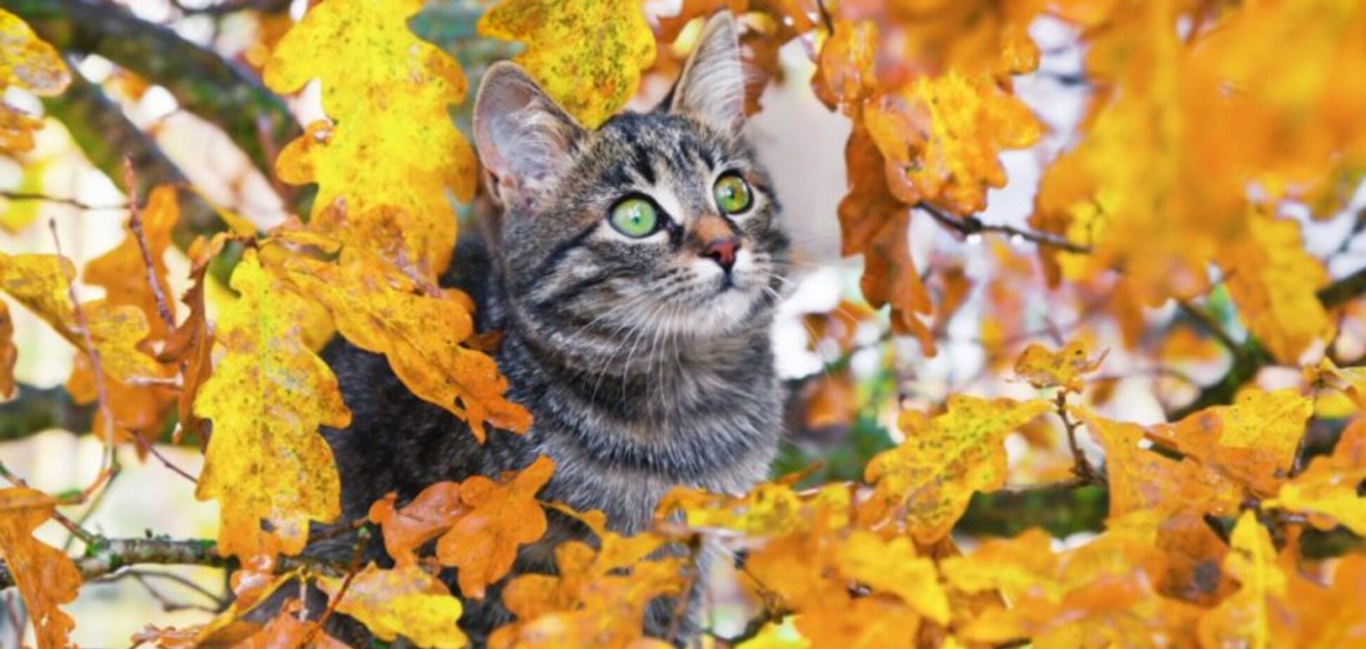 Наслаждайтесь теплом: появился прогноз погоды в Днепре на 12 ноября