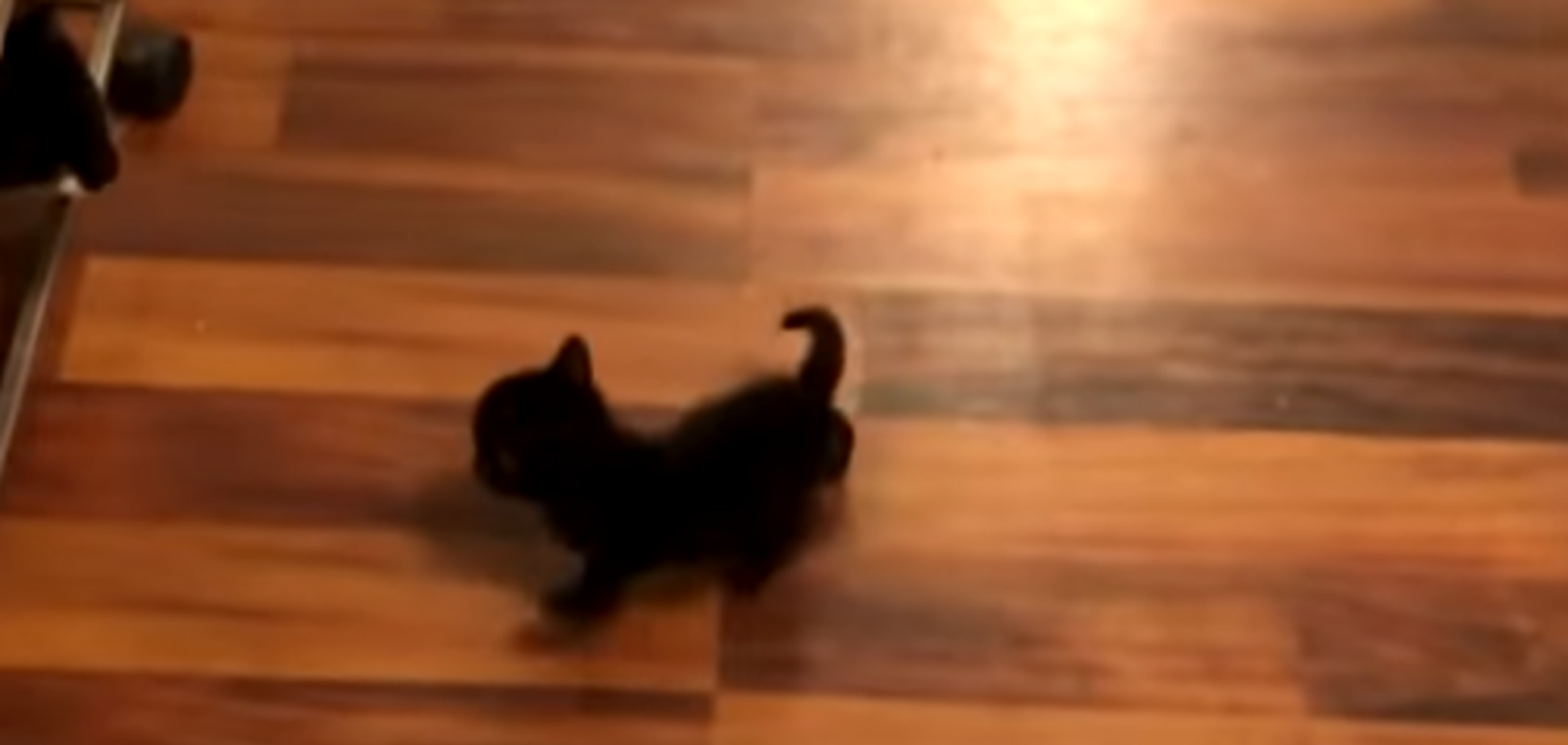 В США родился котенок-мутант с двумя носами и четырьмя глазами: видео