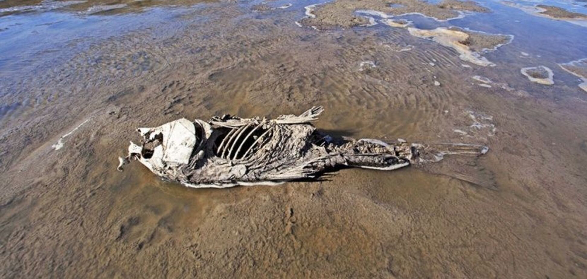 Массовое вымирание: ученые дали страшный прогноз человечеству на 2020 год