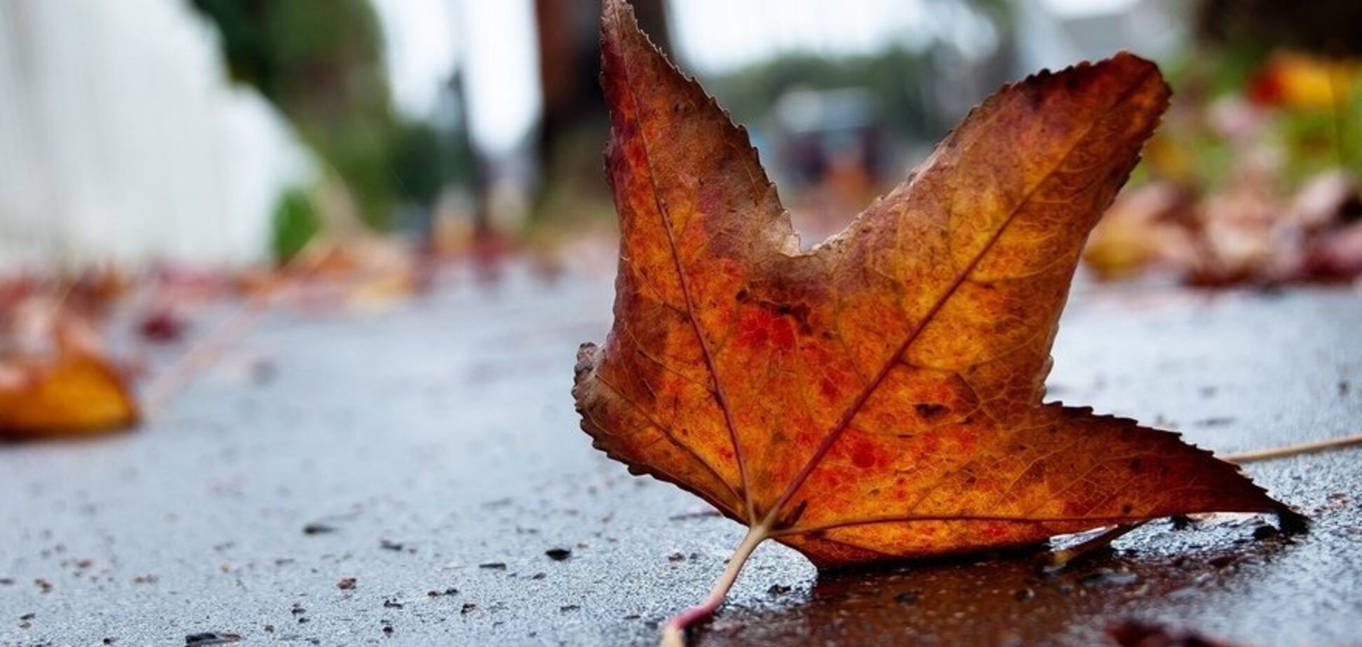 Сильные порывы ветра: появился прогноз погоды в Днепре на 13 ноября