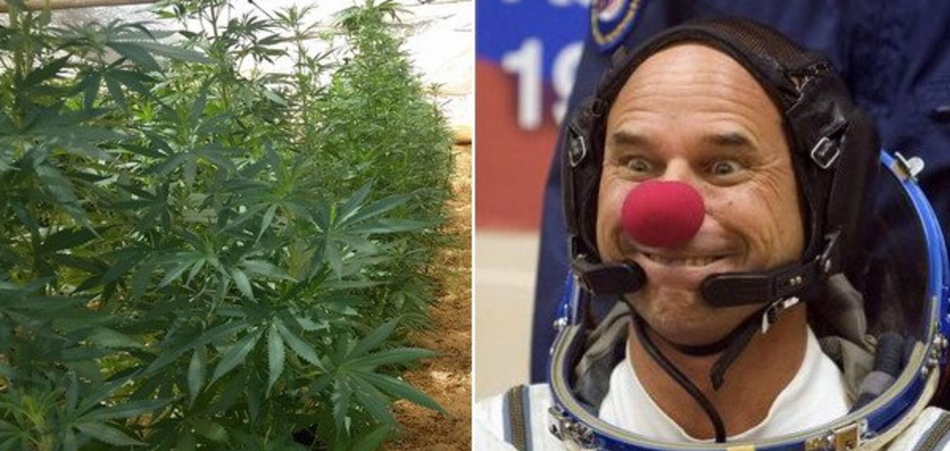 Гі Лаліберте звинувачують у вирощуванні марихуани