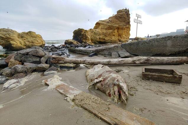 В Одесі на пляж викинуло труп дельфіна. Фото