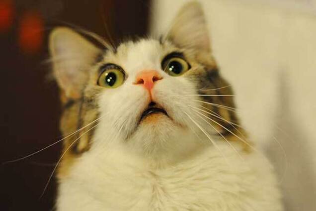 ТОП странных новостей в Днепре (18+)