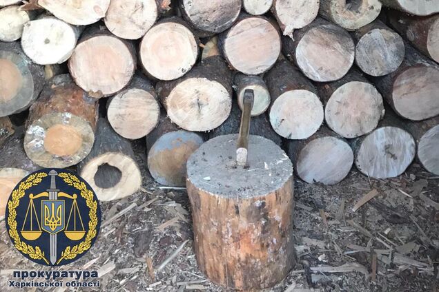Лісники зрубали дерева на 100 млн грн: розкрито масштабну схему під Харковом