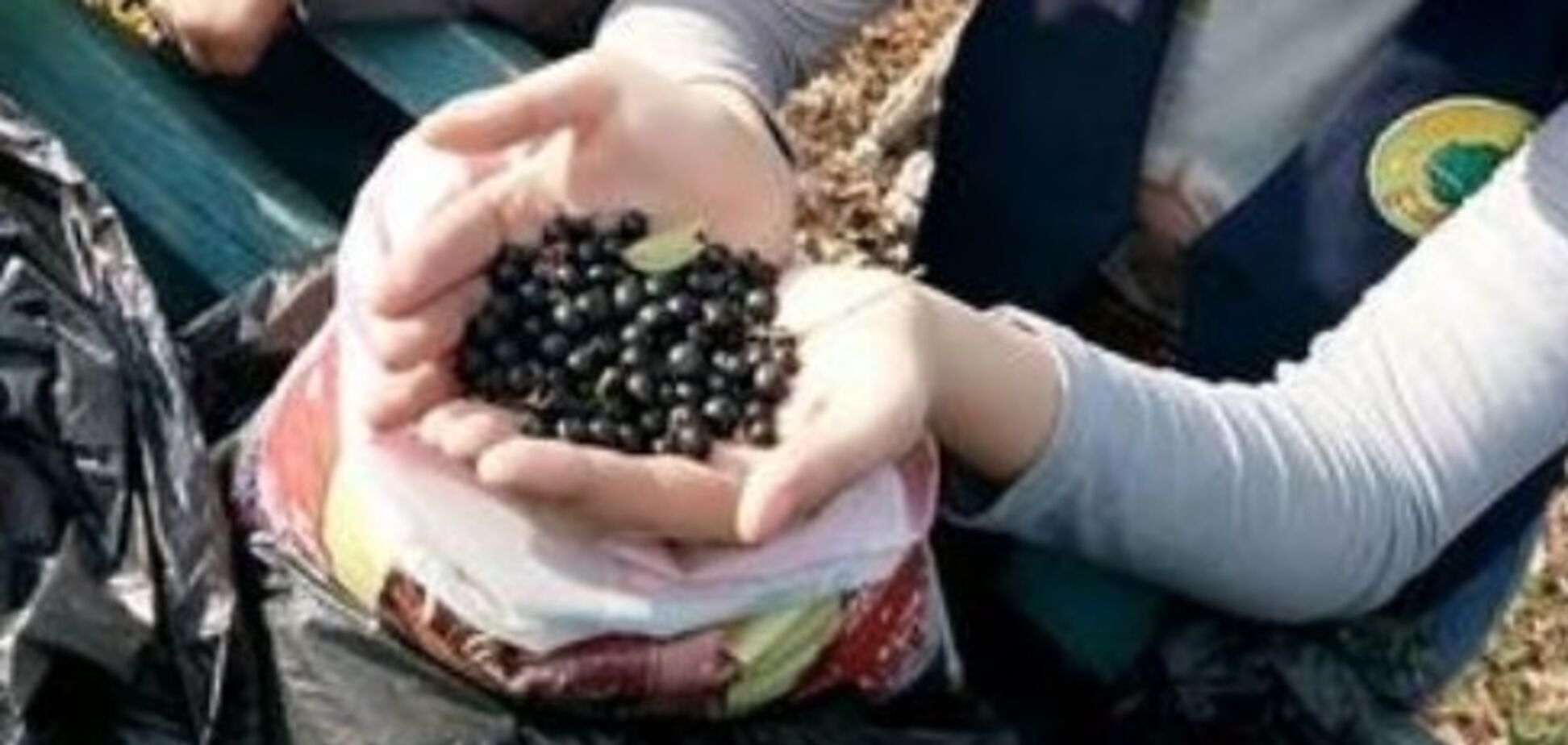 'Едят?' В 'ЛНР' жителей призвали собирать семена ядовитых растений