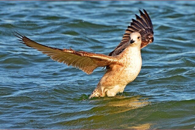 Ігор Бєлов / Facebook