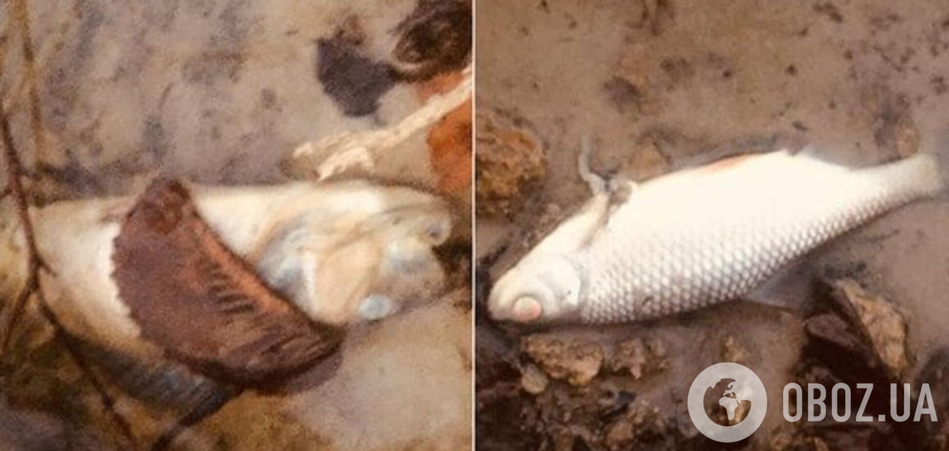 Ужасная вонь и мертвая рыба: под Днепром назревает экологическая катастрофа