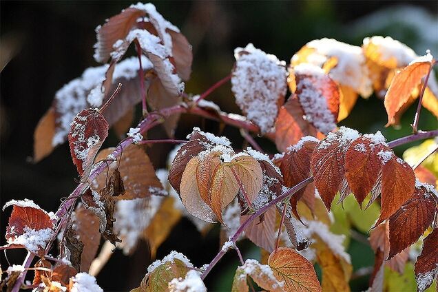 Ударят морозы: синоптики уточнили прогноз погоды на неделю в Украине