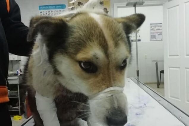 Тягнув на ланцюгу: український чиновник по-звірячому познущався над псом. Фото 18+